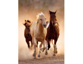 1000 Running Horses                               