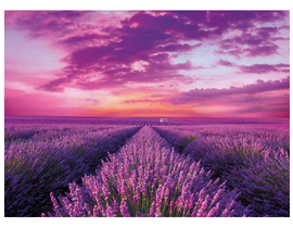 1000 HQC LAVENDER FIELD                           