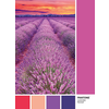 1000 PANTONE 2                                    