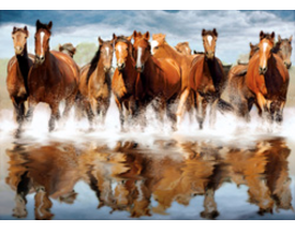 CABALLOS EN EL AGUA                               