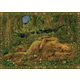 1500 KINUKO: DULCES SUEÑOS                        